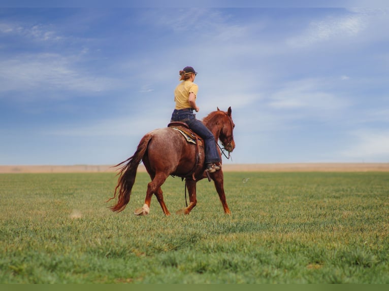 American Quarter Horse Gelding 7 years 14,3 hh Roan-Red in Amarillo, TX