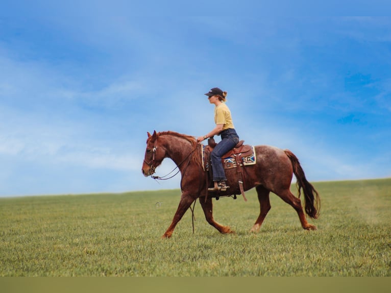 American Quarter Horse Gelding 7 years 14,3 hh Roan-Red in Amarillo, TX