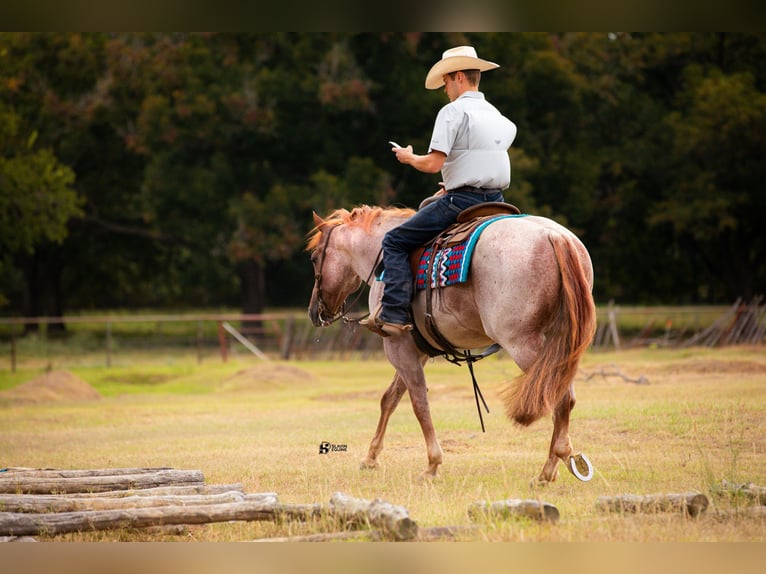 American Quarter Horse Gelding 7 years 14,3 hh Roan-Red in Whitesboro, TX