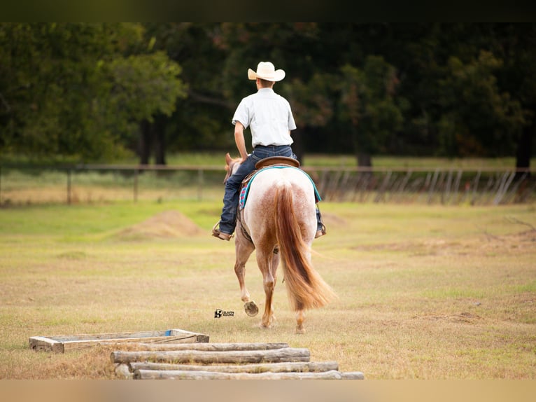 American Quarter Horse Gelding 7 years 14,3 hh Roan-Red in Whitesboro, TX