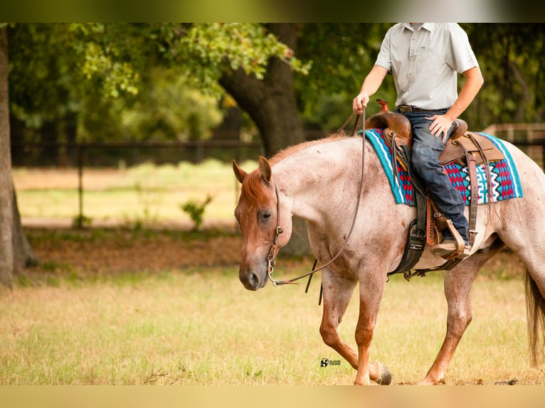 American Quarter Horse Gelding 7 years 14,3 hh Roan-Red in Whitesboro, TX