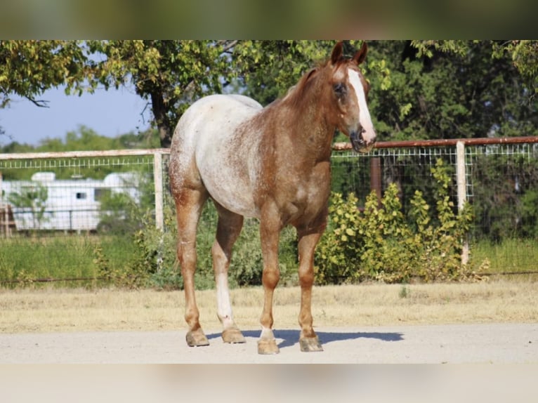 American Quarter Horse Gelding 7 years 14,3 hh Roan-Red in Breckenridge, TX