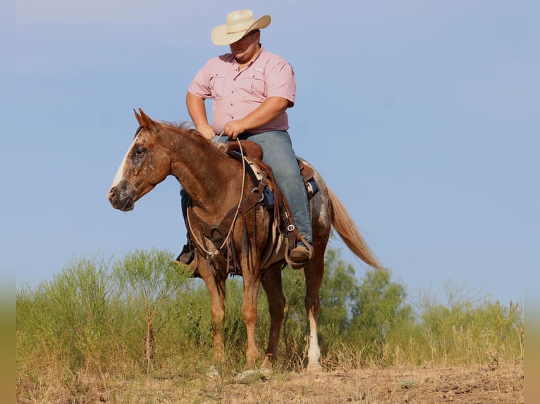 American Quarter Horse Gelding 7 years 14,3 hh Roan-Red in Breckenridge, TX