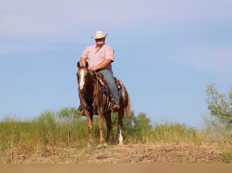 American Quarter Horse Gelding 7 years 14,3 hh Roan-Red in Breckenridge, TX