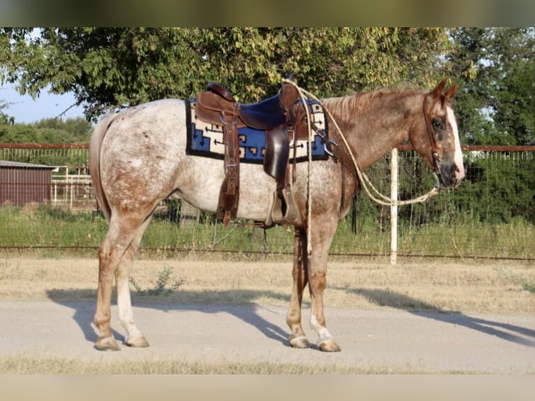 American Quarter Horse Gelding 7 years 14,3 hh Roan-Red in Breckenridge, TX