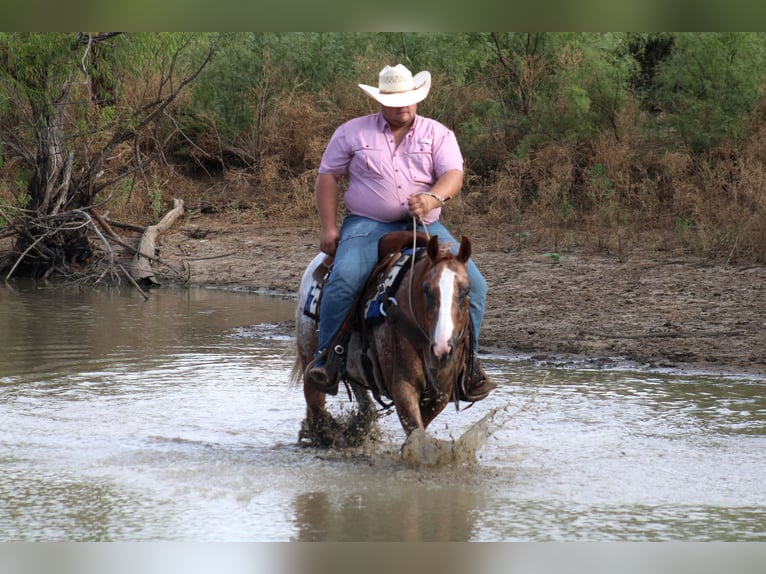 American Quarter Horse Gelding 7 years 14,3 hh Roan-Red in Breckenridge, TX