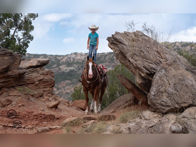 American Quarter Horse Gelding 7 years 14,3 hh Sorrel in Canyon