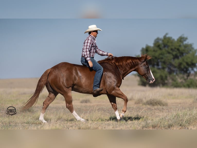 American Quarter Horse Gelding 7 years 14,3 hh Sorrel in Canyon