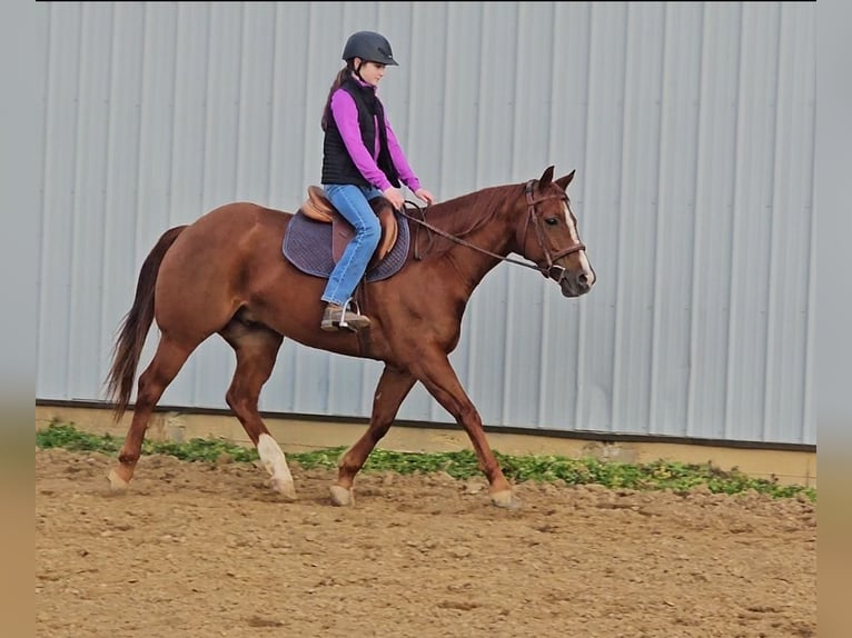 American Quarter Horse Gelding 7 years 14,3 hh Sorrel in Robards, KY