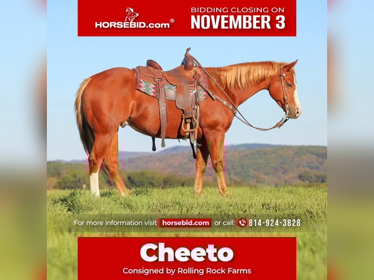 American Quarter Horse Gelding 7 years 14,3 hh Sorrel in Clarion