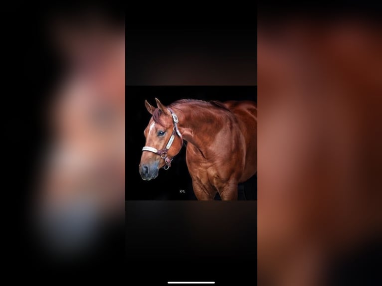 American Quarter Horse Gelding 7 years 14.3 hh Sorrel in Miami