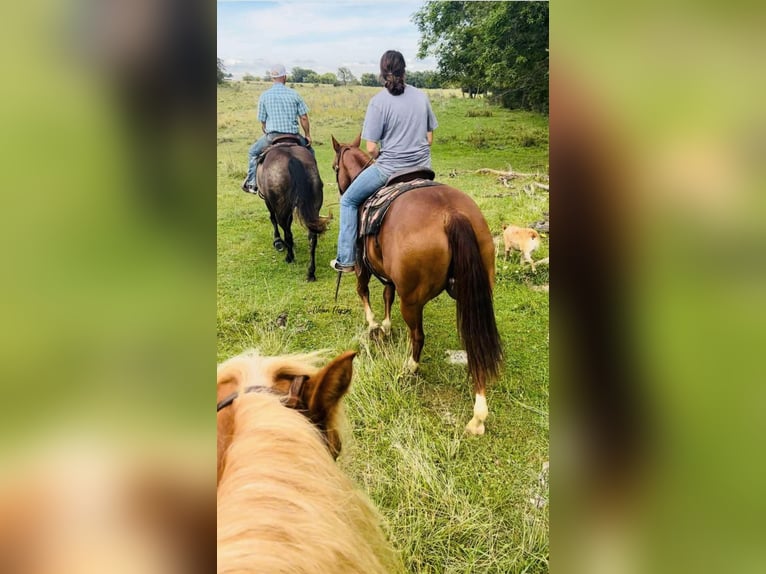 American Quarter Horse Gelding 7 years 14,3 hh Sorrel in Peosta, IA