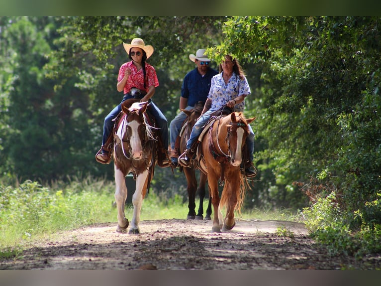 American Quarter Horse Gelding 7 years 14,3 hh Tobiano-all-colors in Willis Point TX