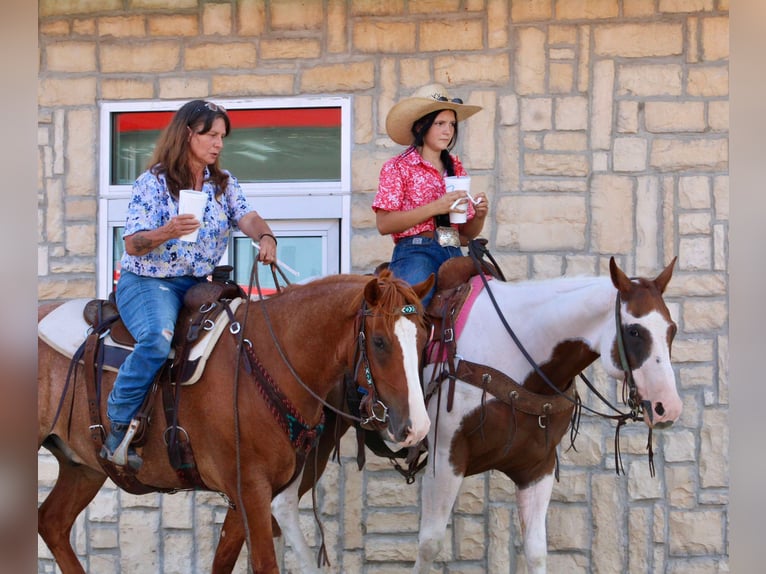 American Quarter Horse Gelding 7 years 14,3 hh Tobiano-all-colors in Willis Point TX