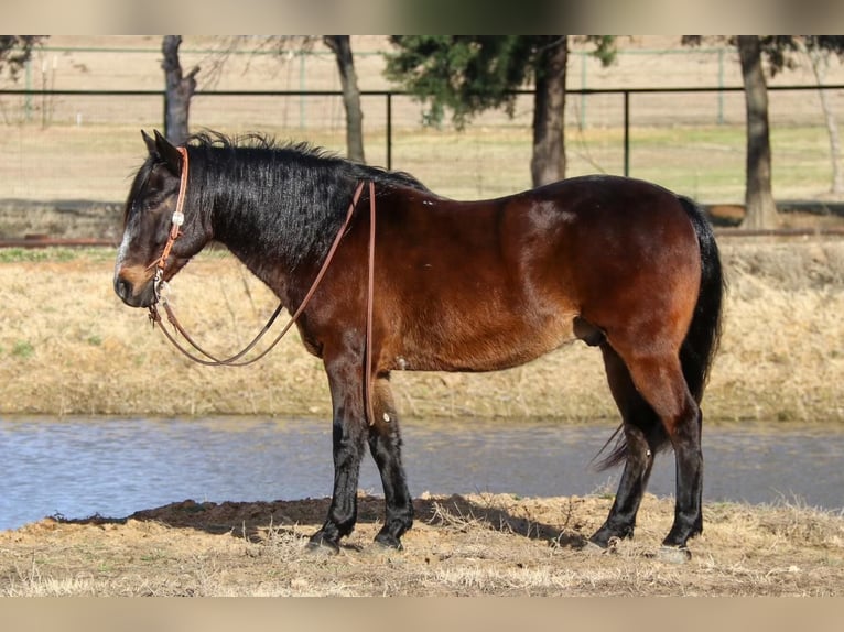 American Quarter Horse Mix Gelding 7 years 14 hh Bay in Joshua, TX