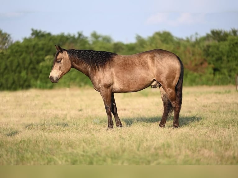 American Quarter Horse Gelding 7 years 14 hh Buckskin in Waco, TX