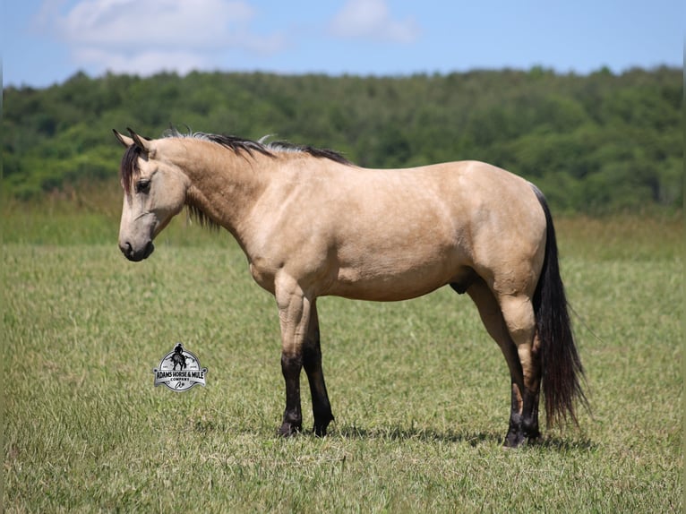 American Quarter Horse Gelding 7 years 14 hh Buckskin in Mount Vernon