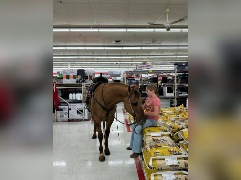 American Quarter Horse Gelding 7 years 14 hh Dun in Mayslick, KY