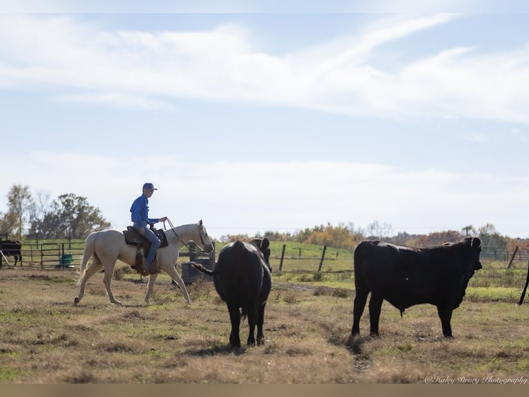 American Quarter Horse Gelding 7 years 14 hh Palomino in Auburn