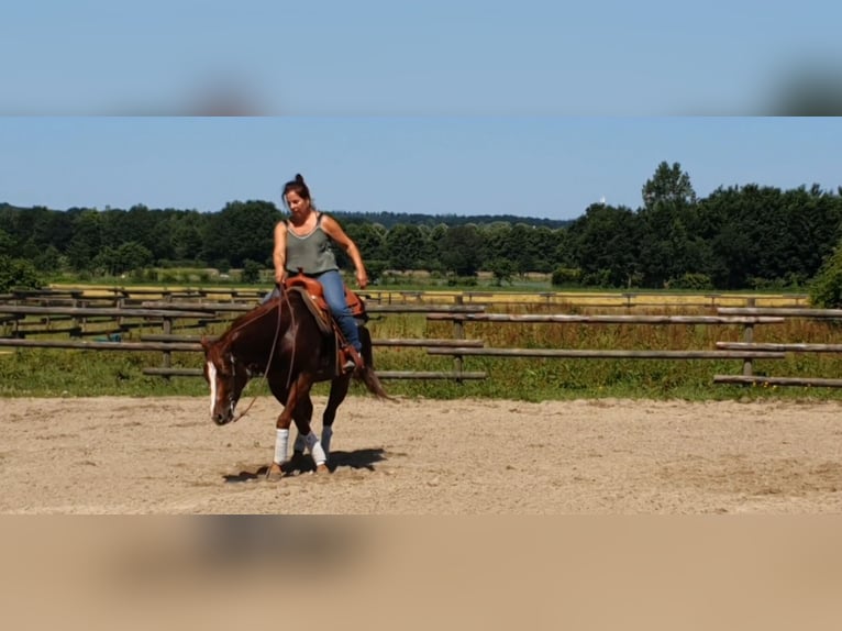 American Quarter Horse Gelding 7 years 14 hh Sorrel in Kranenburg