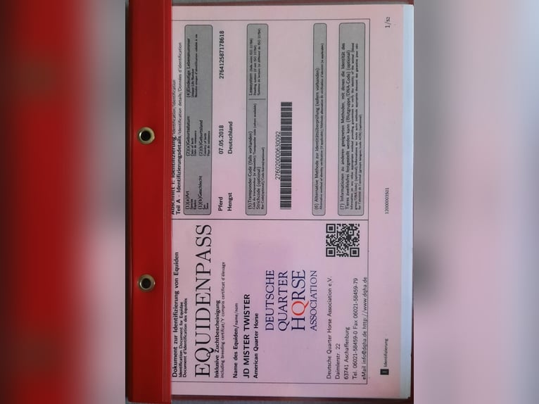 American Quarter Horse Gelding 7 years 14,1 hh Buckskin in Mistelbach