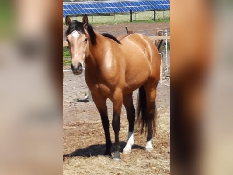 American Quarter Horse Gelding 7 years 14,1 hh Buckskin in Mistelbach