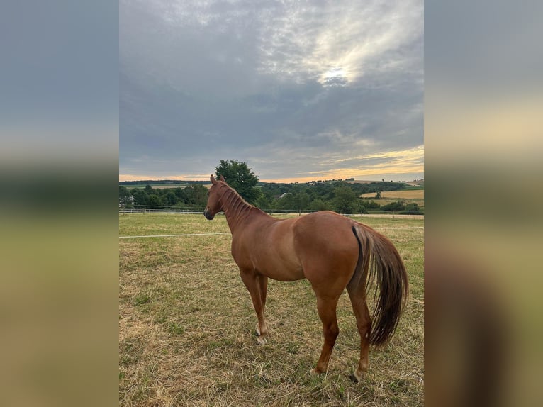 American Quarter Horse Gelding 7 years 14,1 hh Chestnut-Red in Langenbrettach
