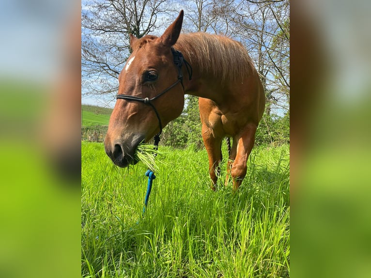 American Quarter Horse Gelding 7 years 14,1 hh Chestnut-Red in Langenbrettach