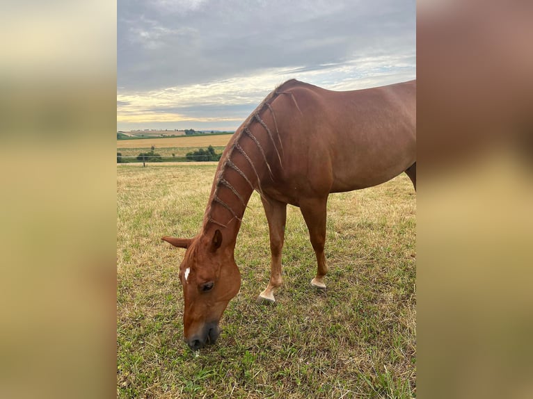 American Quarter Horse Gelding 7 years 14,1 hh Chestnut-Red in Langenbrettach