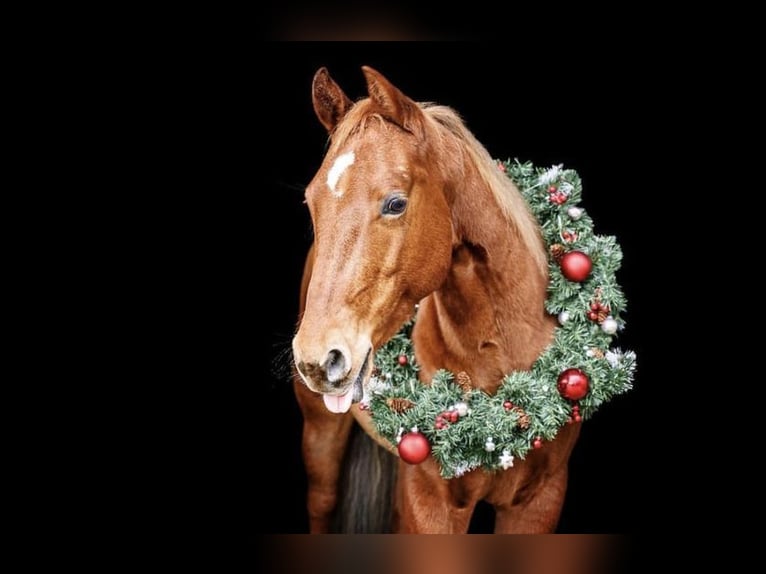 American Quarter Horse Gelding 7 years 14,1 hh Chestnut-Red in Langenbrettach