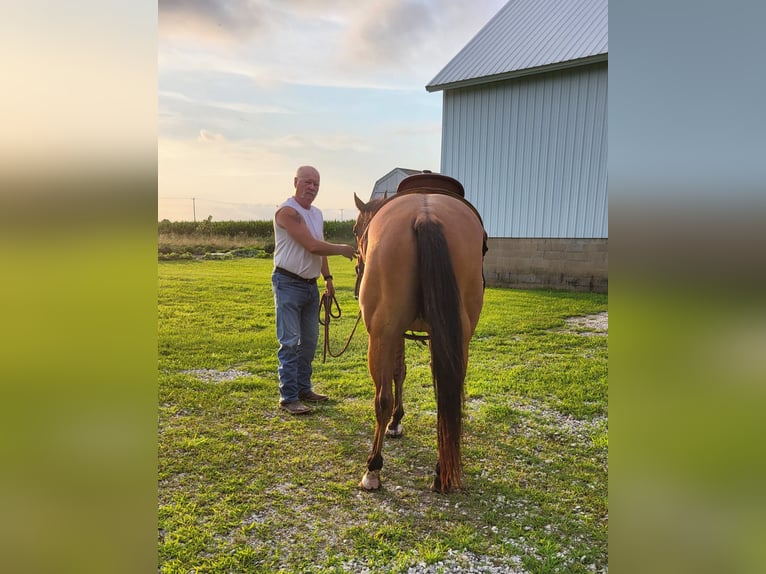 American Quarter Horse Gelding 7 years 14,1 hh Dun in indiana