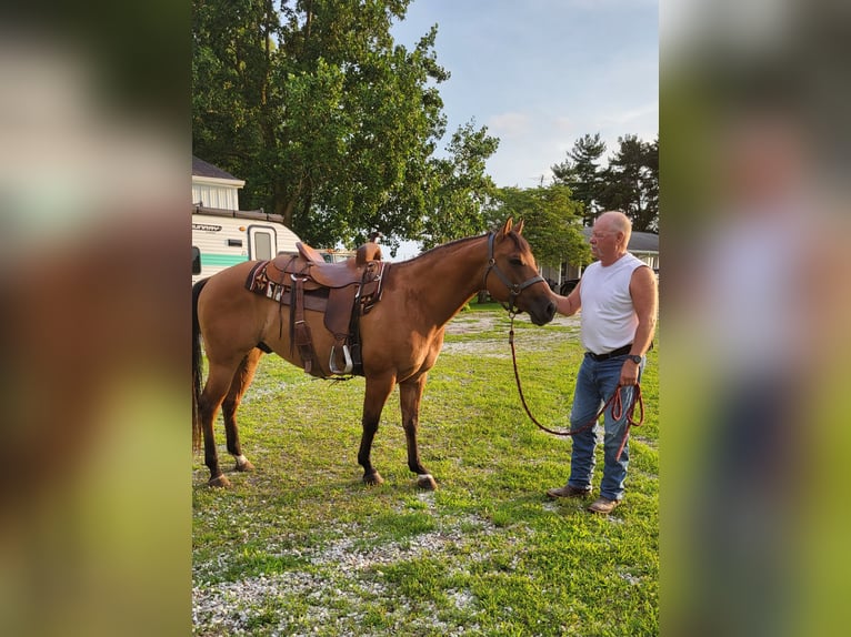 American Quarter Horse Gelding 7 years 14,1 hh Dun in indiana