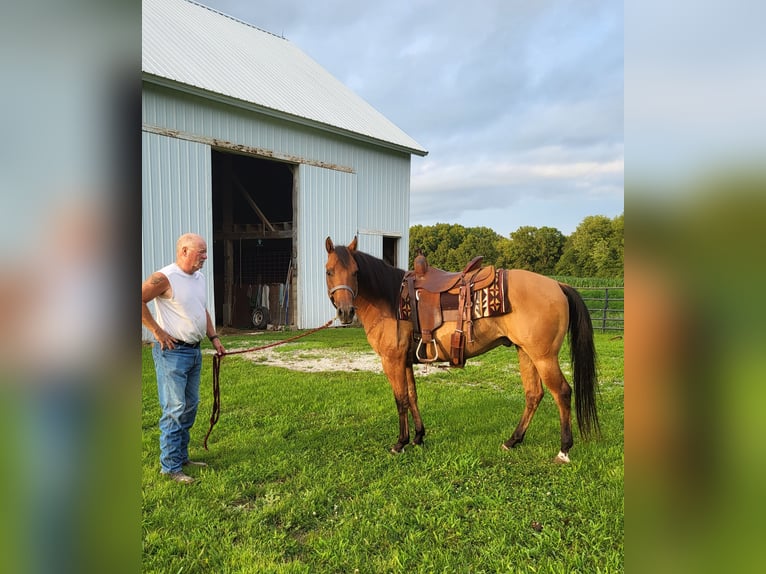 American Quarter Horse Gelding 7 years 14,1 hh Dun in indiana