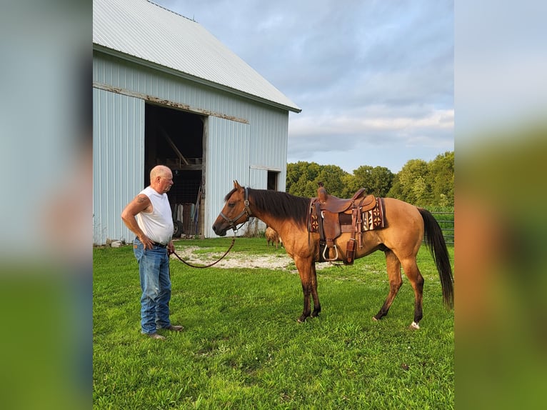 American Quarter Horse Gelding 7 years 14,1 hh Dun in indiana
