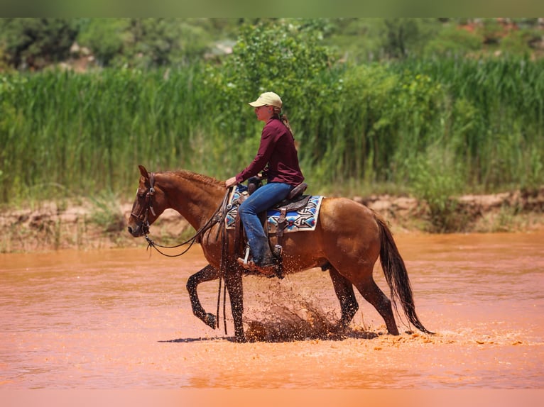 American Quarter Horse Gelding 7 years 14,1 hh Red Dun in Amarillo, TX