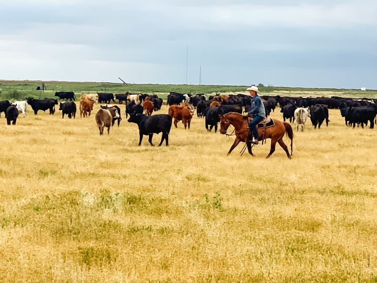 American Quarter Horse Gelding 7 years 14,1 hh Red Dun in Amarillo, TX