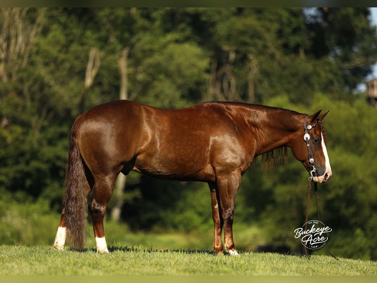 American Quarter Horse Gelding 7 years 14,1 hh Sorrel in Millersburg