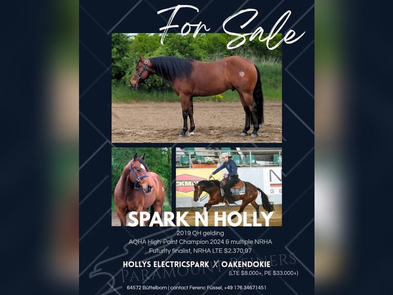 American Quarter Horse Gelding 7 years 14,2 hh Brown in Büttelborn