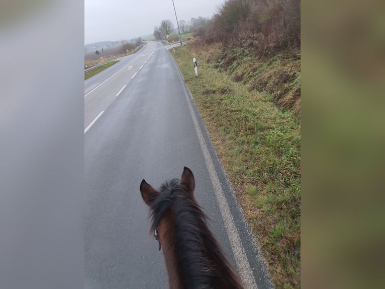 American Quarter Horse Gelding 7 years 14,2 hh Brown in Petershagen