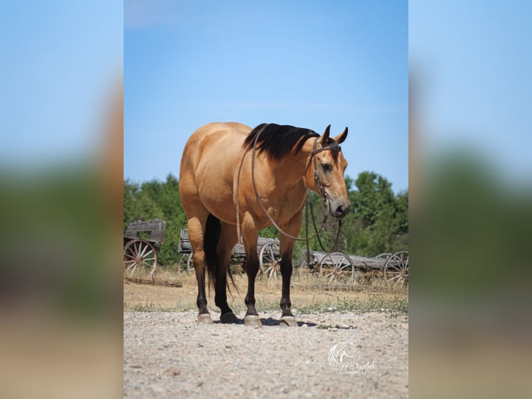 American Quarter Horse Gelding 7 years 14,2 hh Buckskin in Cody