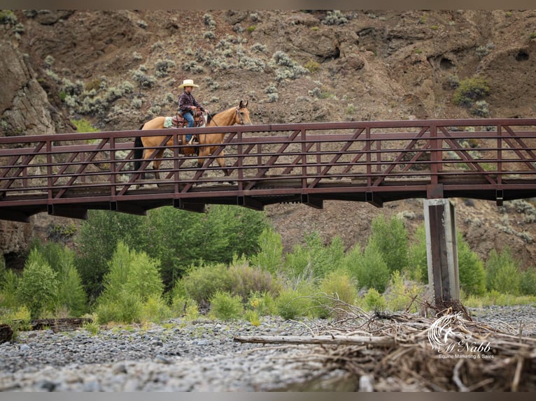 American Quarter Horse Gelding 7 years 14,2 hh Buckskin in Cody