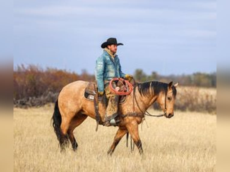American Quarter Horse Gelding 7 years 14,2 hh Buckskin in Ranger