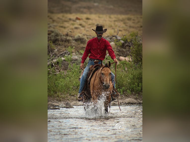 American Quarter Horse Gelding 7 years 14,2 hh Buckskin in Cody