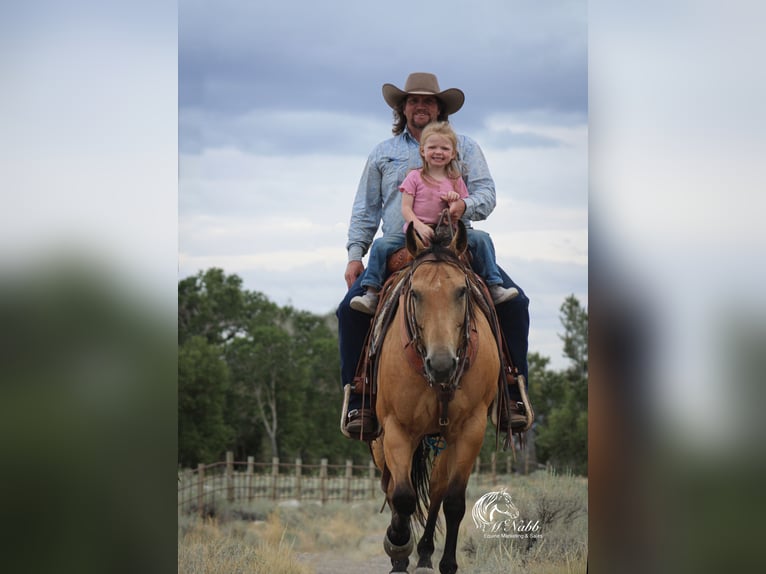 American Quarter Horse Gelding 7 years 14,2 hh Buckskin in Cody