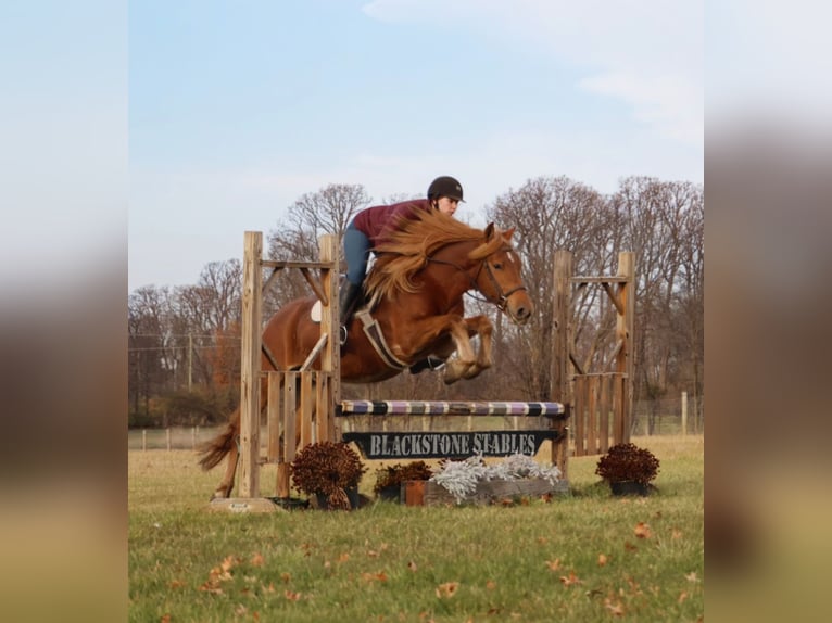 American Quarter Horse Mix Gelding 7 years 14,2 hh Chestnut in Howell