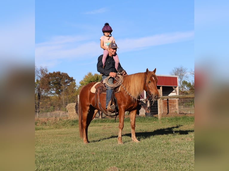 American Quarter Horse Mix Gelding 7 years 14,2 hh Chestnut in Howell