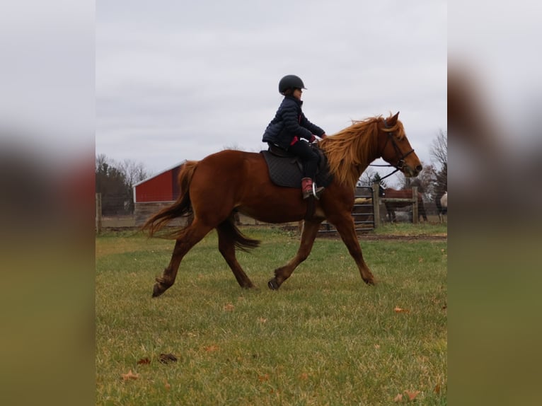 American Quarter Horse Mix Gelding 7 years 14,2 hh Chestnut in Howell
