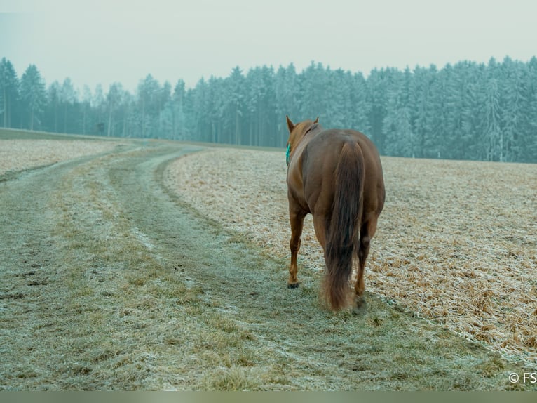 American Quarter Horse Gelding 7 years 14,2 hh Chestnut in Mittelstetten