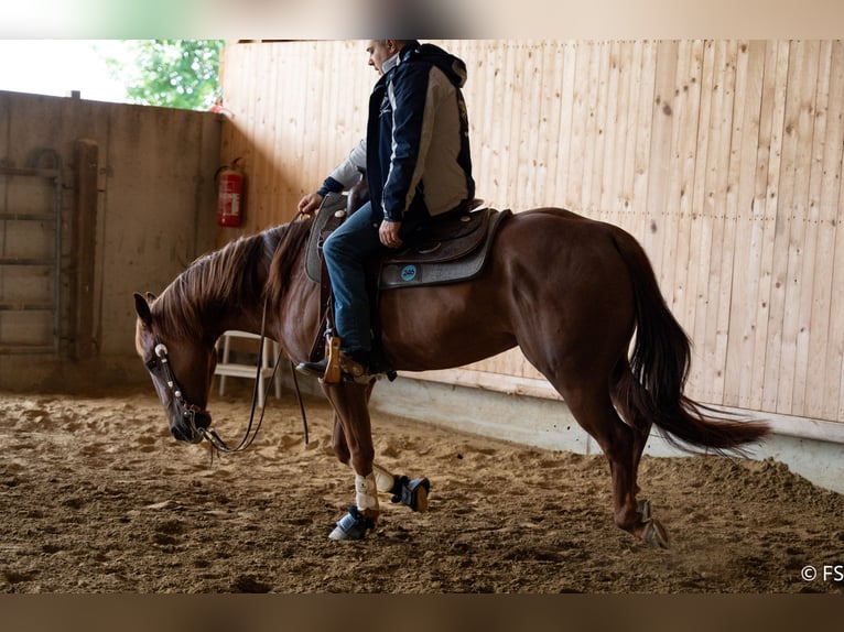 American Quarter Horse Gelding 7 years 14,2 hh Chestnut in Mittelstetten