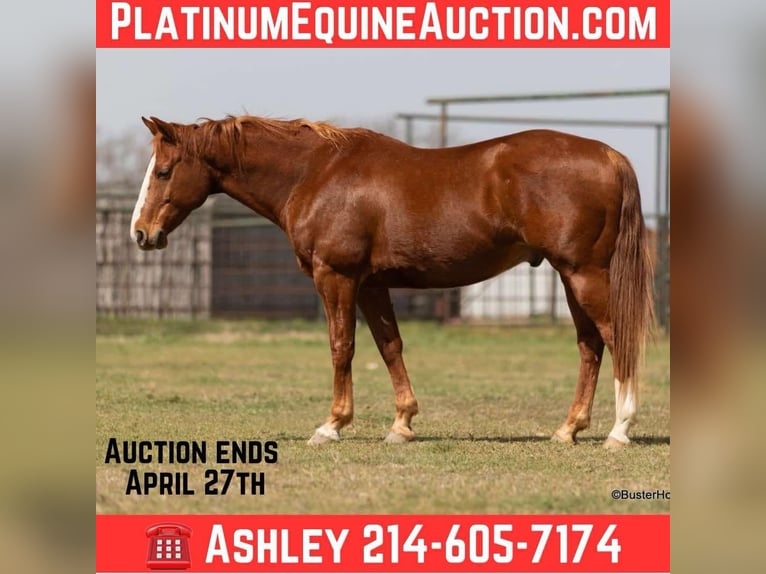 American Quarter Horse Gelding 7 years 14,2 hh Chestnut in Weatherford TX